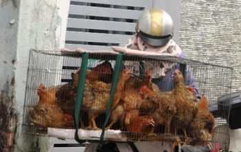 Rộ rao bán gà sống tận nhà