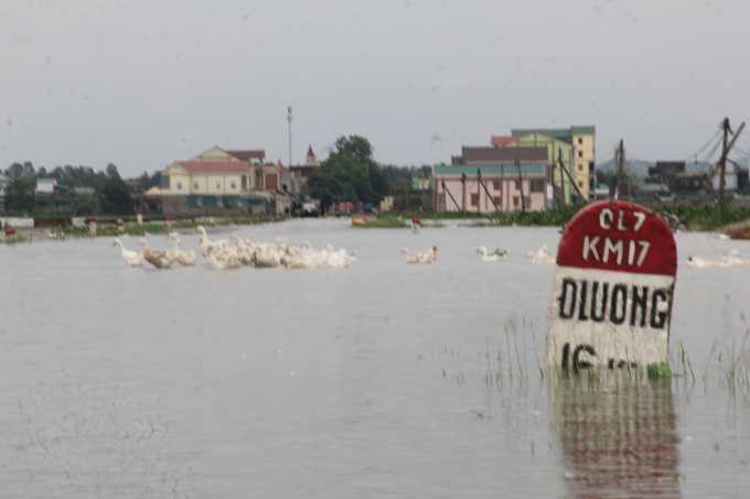 Quốc lộ 7 ch&igrave;m s&acirc;u trong nước lũ.