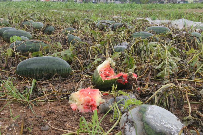 H&agrave;ng chục ha dưa hấu đền thời kỳ thu hoạch bị thối rữa do ngập nước.