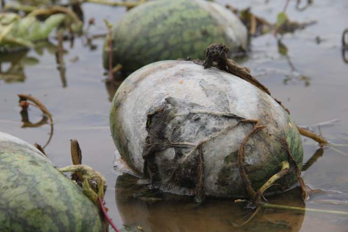 Dưa hấu đến thời kỳ thu hoạch bị hư hỏng do nước lũ.