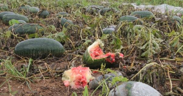 Hàng chục ha dưa hấu ngập trong nước, nông dân xót xa nhìn thành quả lao động dần thối rữa