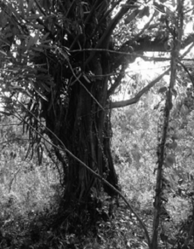 C&acirc;y đa sộp của &ocirc;ng Mẹo vẫn đang sống xanh tốt (ảnh Chi cục Kiểm l&acirc;m tỉnh Ph&uacute; Y&ecirc;n cung cấp).