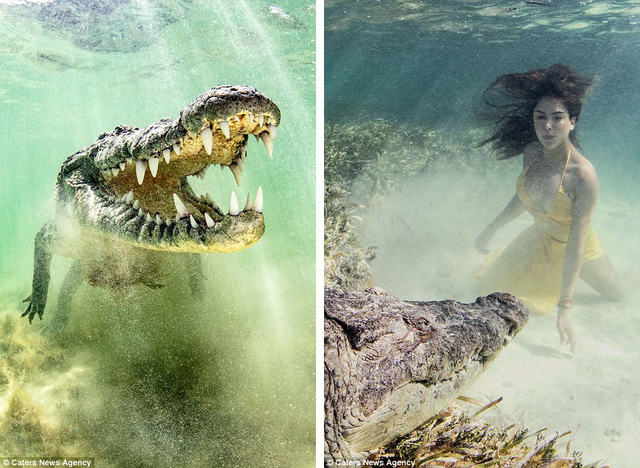 Ken Kiefer đ&atilde; t&igrave;m tới một khu vực c&oacute; nhiều c&aacute; sấu tự nhi&ecirc;n sinh sống v&agrave; thu&ecirc; những thợ lặn bản địa hỗ trợ biện ph&aacute;p an to&agrave;n trong l&uacute;c chụp h&igrave;nh.