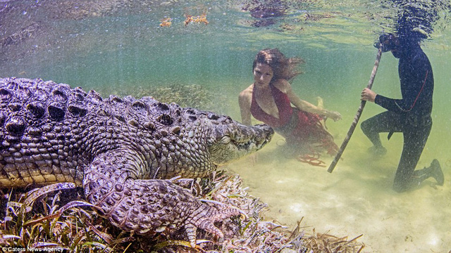 Ngo&agrave;i những thợ lặn ở gần b&ecirc;n để kiểm so&aacute;t phản ứng của những con c&aacute; sấu, người ta c&ograve;n thả c&aacute; mồi ở gần đ&oacute; để những con c&aacute; sấu nếu cảm thấy đ&oacute;i sẽ chuyển sang săn c&aacute; ngay cạnh đ&oacute;.