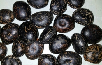 Lùng mua hạt đậu Lào trị độc giá vài triệu đồng một kg