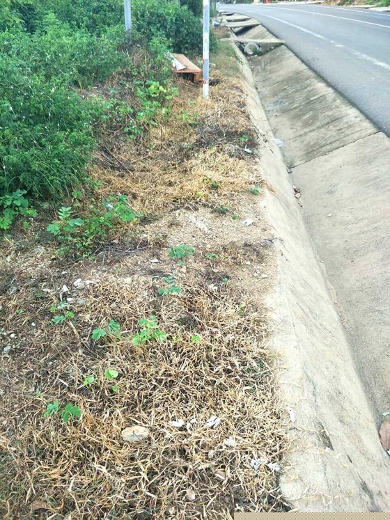 Một vị trí 2 bên đường Quốc lộ 24 đoạn qua xã Đắk Ruồng bị cáo buộc có phun thuốc diệt cỏ