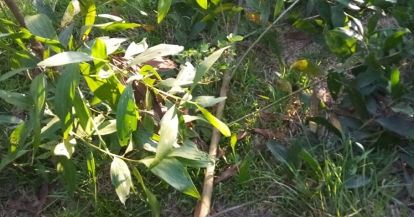 Xác định 1 nghi can nhẫn tâm chặt phá vườn keo hàng ngàn gốc của người dân