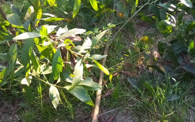 Xác định 1 nghi can nhẫn tâm chặt phá vườn keo hàng ngàn gốc của người dân