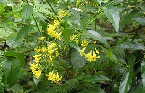 Bị gia đình ngăn cấm yêu đương, đôi nam nữ ăn lá ngón tự vẫn