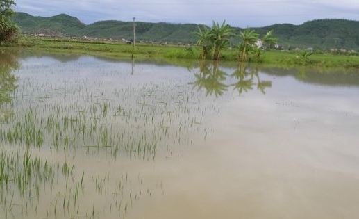 Ngã xuống ruộng lúa, bé 22 tháng tuổi tử vong thương tâm tại Nghệ An