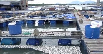 Thời sự ngày 5/7/2019: Cá chết hàng loạt trên sông Chà Và