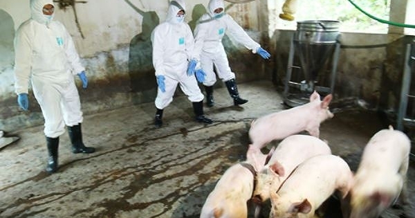 Bao lâu nữa mới có vaccine chống dịch tả lợn châu Phi?