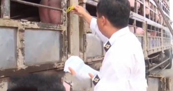 Đình chỉ cán bộ kiểm dịch cấp giấy chứng nhận cho lợn bệnh