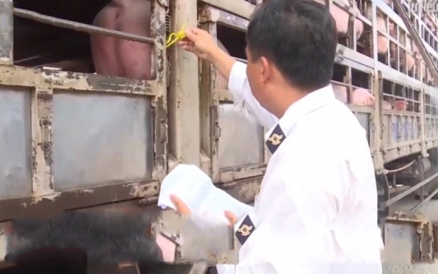 Đình chỉ cán bộ kiểm dịch cấp giấy chứng nhận cho lợn bệnh