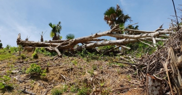 Nghệ An: Phá rừng ở Quỳ Châu đến mức báo động