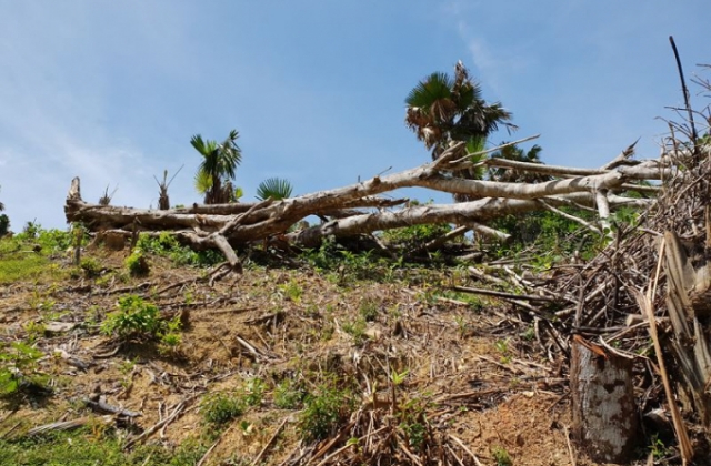 Nghệ An: Phá rừng ở Quỳ Châu đến mức báo động