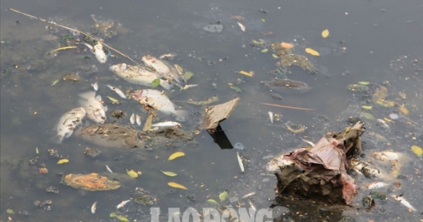 Cá chết nổi trắng một đoạn sông Tô Lịch do "va đập"?