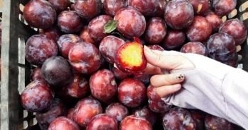 Mỗi năm, nước ta tiêu thụ hàng nghìn tấn mận Tàu treo mác đặc sản Sapa