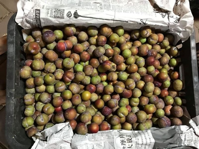 Mận Trung Quốc đang được bày bán la liệt ở chợ