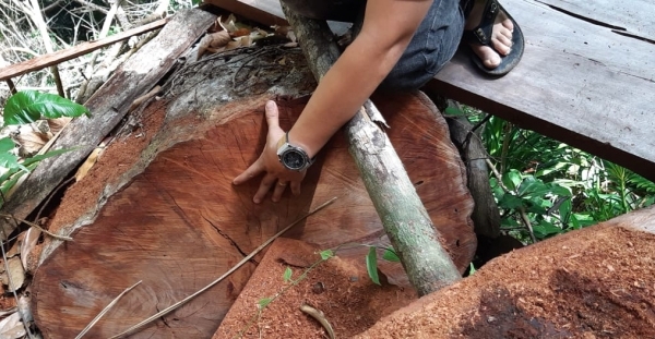 Đắk Lắk: Rừng Cư Yang bị "lâm tặc" phá tan hoang, cán bộ lâm trường.. không biết (?)