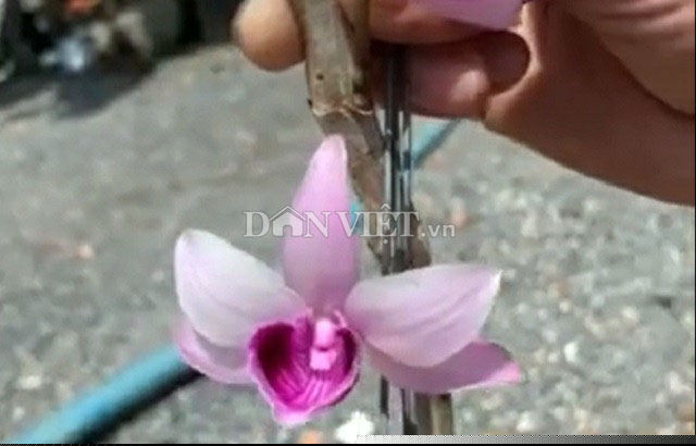 Mặt hoa của chậu lan đột biến Giả hạc, vùng Ma Bó của tỉnh Lâm Đồng.