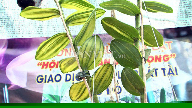 Phần lá đột biến của chậu lan Giả hạc, vùng Ma Bó của tỉnh Lâm Đồng.