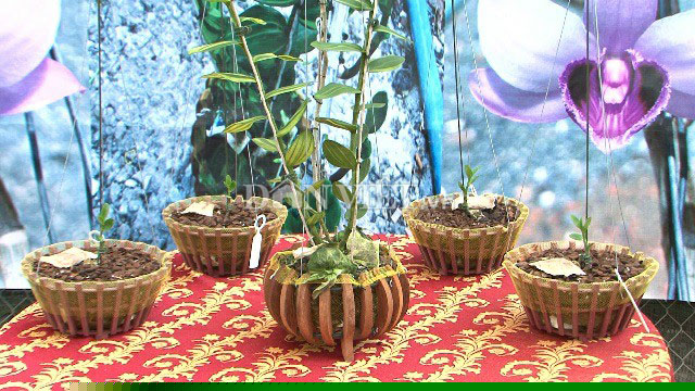 Chậu lan Giả hạc, vùng Ma Bó của tỉnh Lâm Đồng và 4 kie nhỏ được trưng bày tại buổi giao dịch.