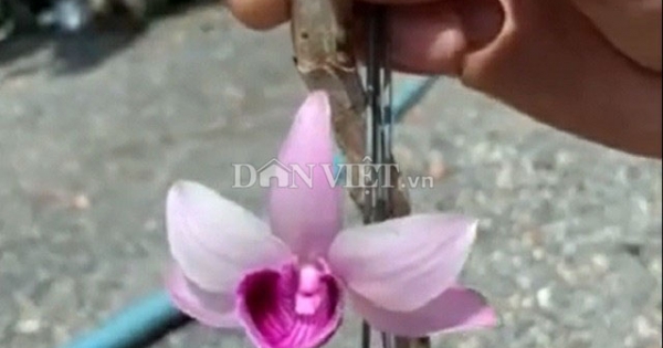 Chậu lan Giả hạc Ma Bó đột biến bán giá 5 tỷ đồng