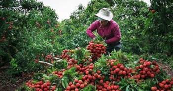 Thủ phủ vải thiều Bắc Giang những ngày cuối vụ