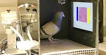 Chim bồ câu phát hiện ung thư vú chính xác 99%