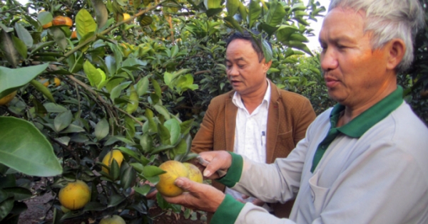 Hưng Yên tập trung tái cơ cấu sản xuất nông nghiệp