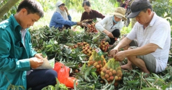 Hưng Yên: Xây dựng mô hình HTX nông nghiệp gắn với vùng chuyên canh, mở rộng thương hiệu nông sản