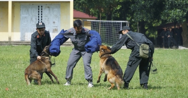 Chiêm ngưỡng khả năng đặc biệt trong trấn áp tội phạm của chó nghiệp vụ