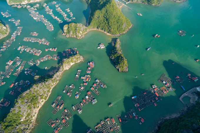 Bamboo Airways - Anh 1