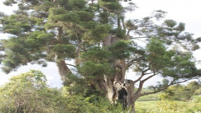 thuytung-02ad8_-_copy_odgj_thumb