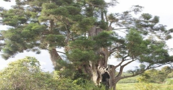 Bí mật của loài cây có tiền tỷ trong tay chưa chắc được sở hữu