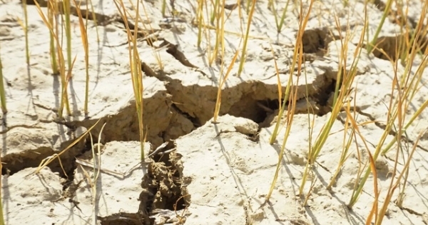 Cận cảnh những cánh đồng lúa cháy khô vì hạn hán