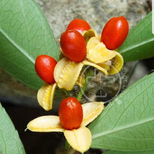 Quả của cây Xạ đen Celastrus hindsii (xạ đen châu Âu).