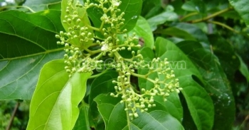 Bất ngờ trước công dụng hỗ trợ, điều trị bệnh ung thư của cây Xạ đen