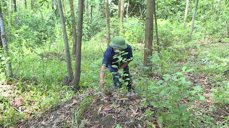Cựu chiến binh Mai Xuân Lụa ấp ủ kế hoạch vào những vùng rừng xa xôi phía Tây Bắc Hương Trà để tìm hài cốt đồng đội. 