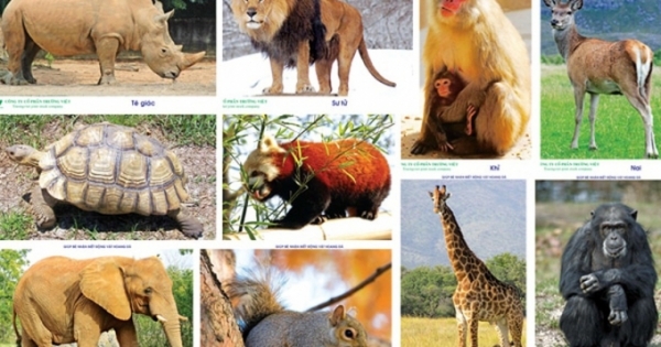 Thủ tướng chỉ thị dừng nhập khẩu động vật hoang dã