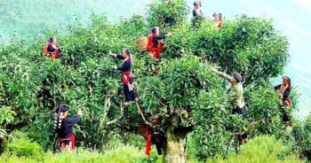 Chè Shan tuyết cổ thụ 400 năm tuổi sẽ xuất ngoại sang Châu Âu