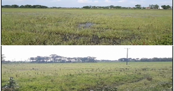 Vĩnh Phúc: Ruộng đất để hoang, trách nhiệm thuộc về ai?