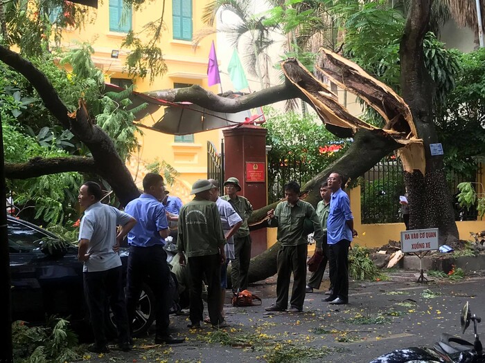 Đây là cây phượng nằm trong danh mục bảo tồn của TP. Hải Phòng do Công ty Công viên cây xanh Hải Phòng quản lý. 