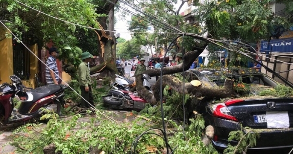 Hải Phòng: Hai cành phượng hơn 70 năm tuổi gãy đổ đè trúng nhiều xe máy và ô tô ven đường