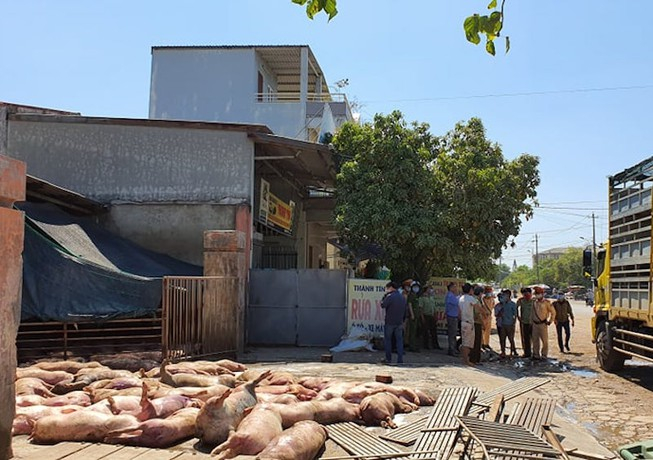 86-con-heo-chet-duoc-cho-vao-hue_woqh