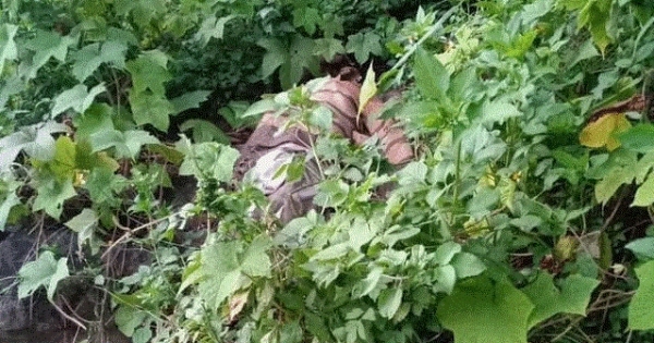 Lào Cai: Phát hiện một thi thể đang phân hủy trơ xương trong bụi rậm