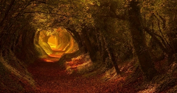 "Đường hầm" kỳ lạ có một không hai... từ cây xanh