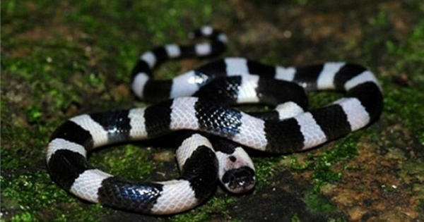 Nghệ An: Cô gái 21 tuổi bị rắn cắn tử vong