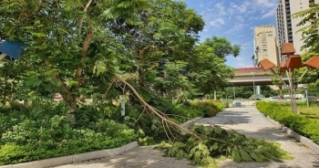 Hà Nội: Gần 2.000 tỷ đồng duy trì cây xanh, thảm cỏ vẫn nhếch nhác khó tin